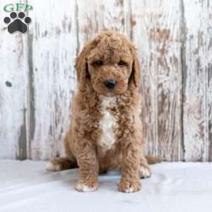 Hedwig, Mini Labradoodle Puppy